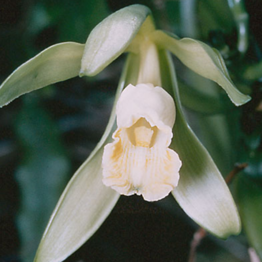 Vanilla Fragrance Is the Excellent Winter Scent